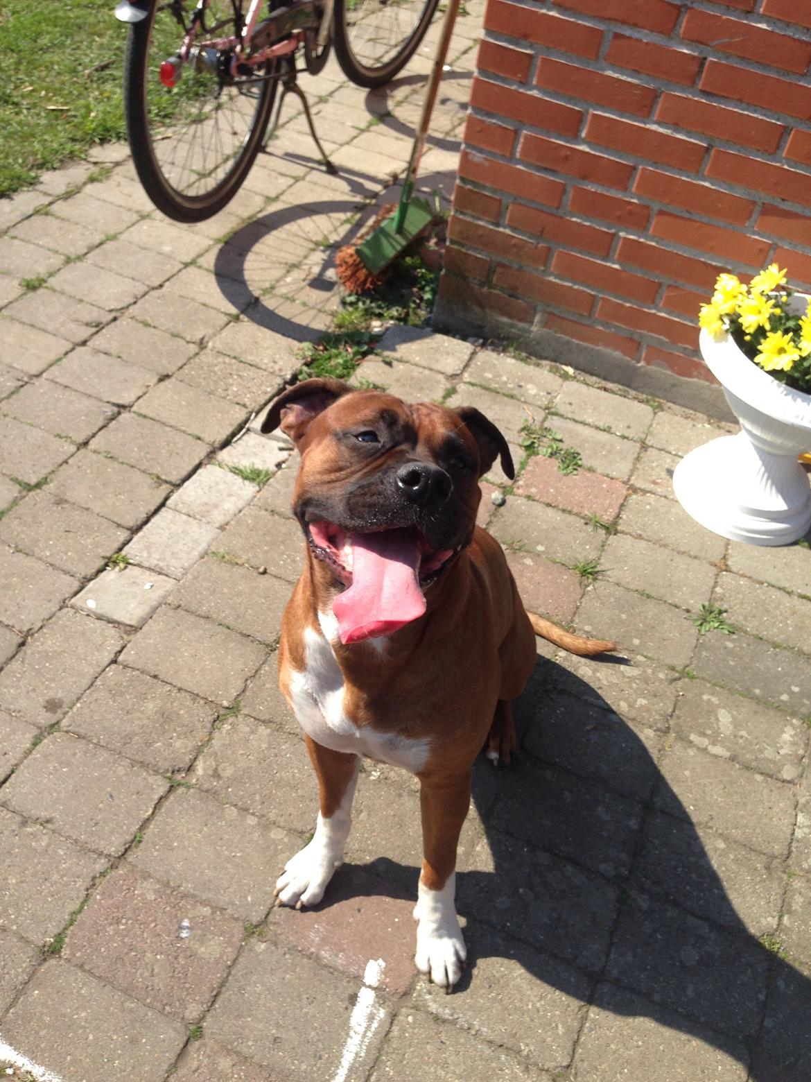Blanding af racer Cato boxer/amstaff billede 18