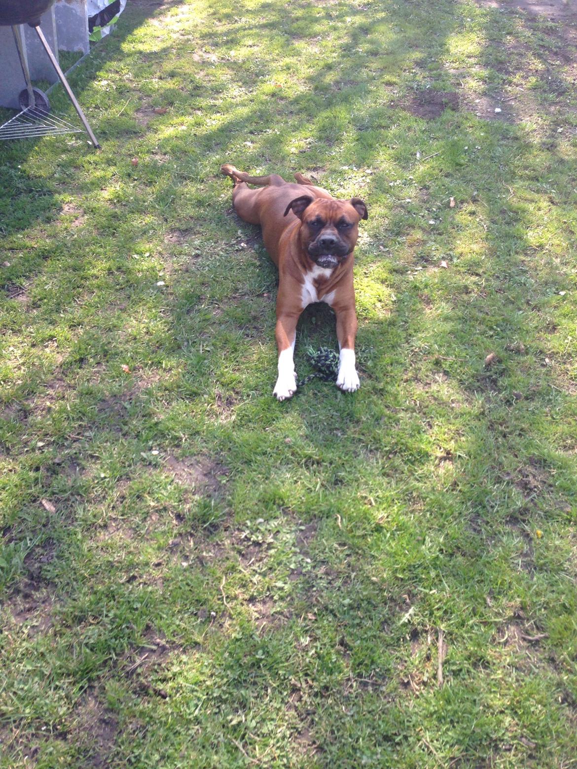 Blanding af racer Cato boxer/amstaff billede 19