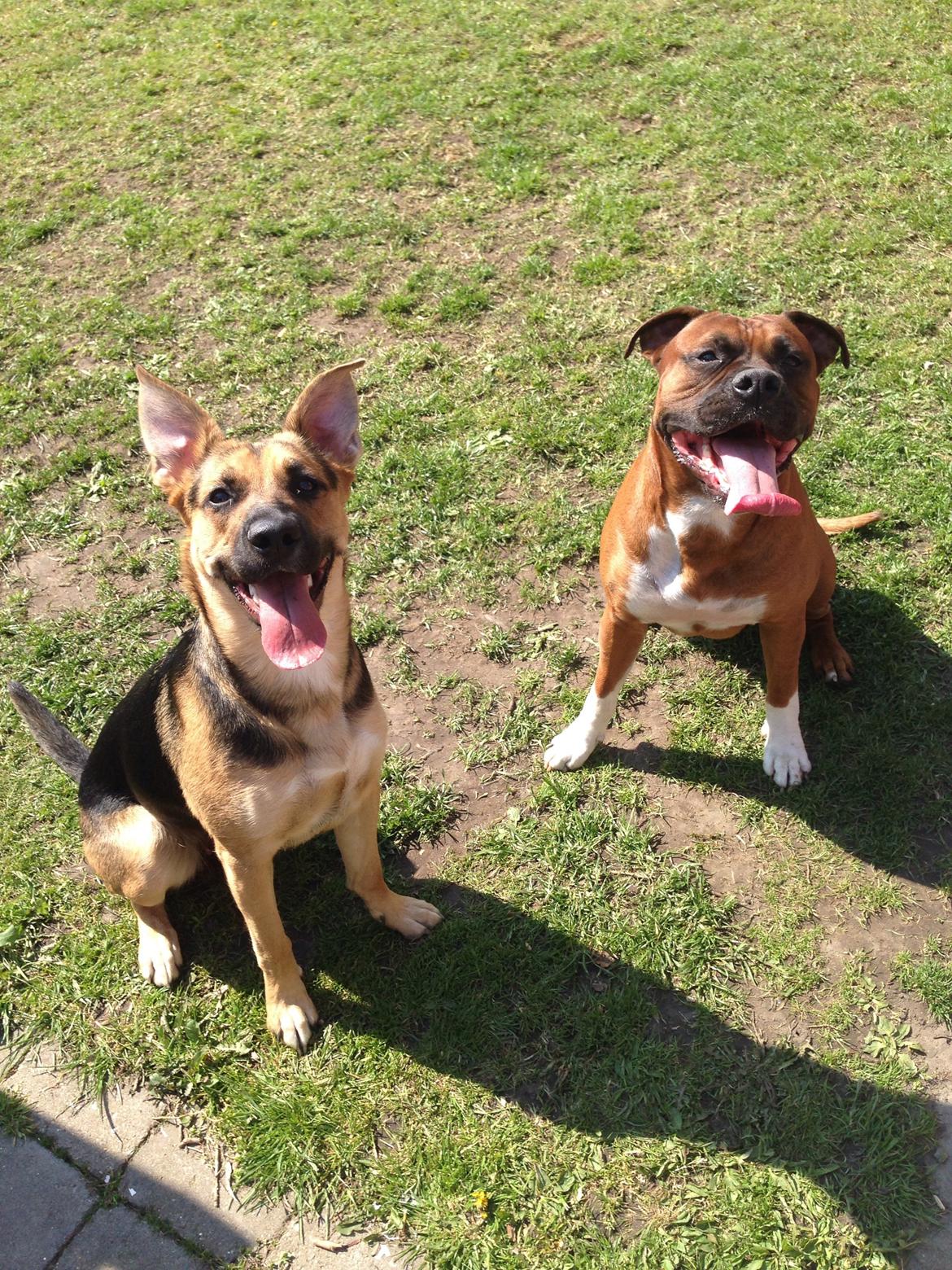 Blanding af racer Cato boxer/amstaff billede 20