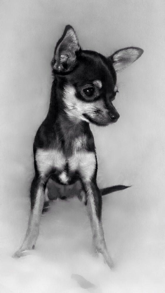Chihuahua Cille billede 13