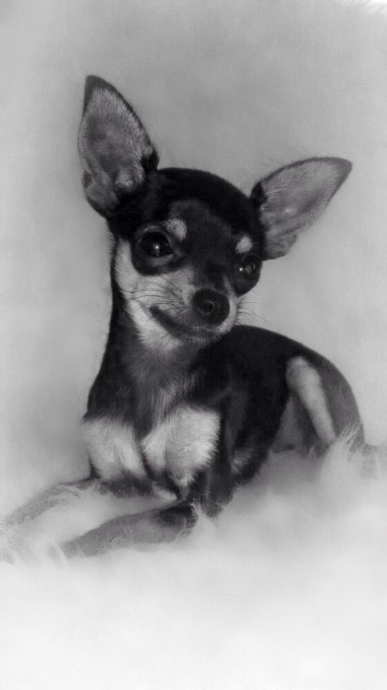 Chihuahua Cille billede 15