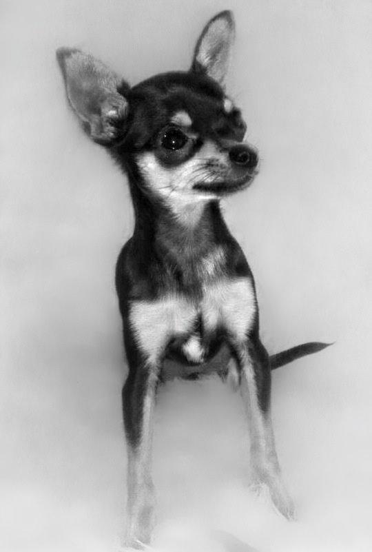 Chihuahua Cille billede 14