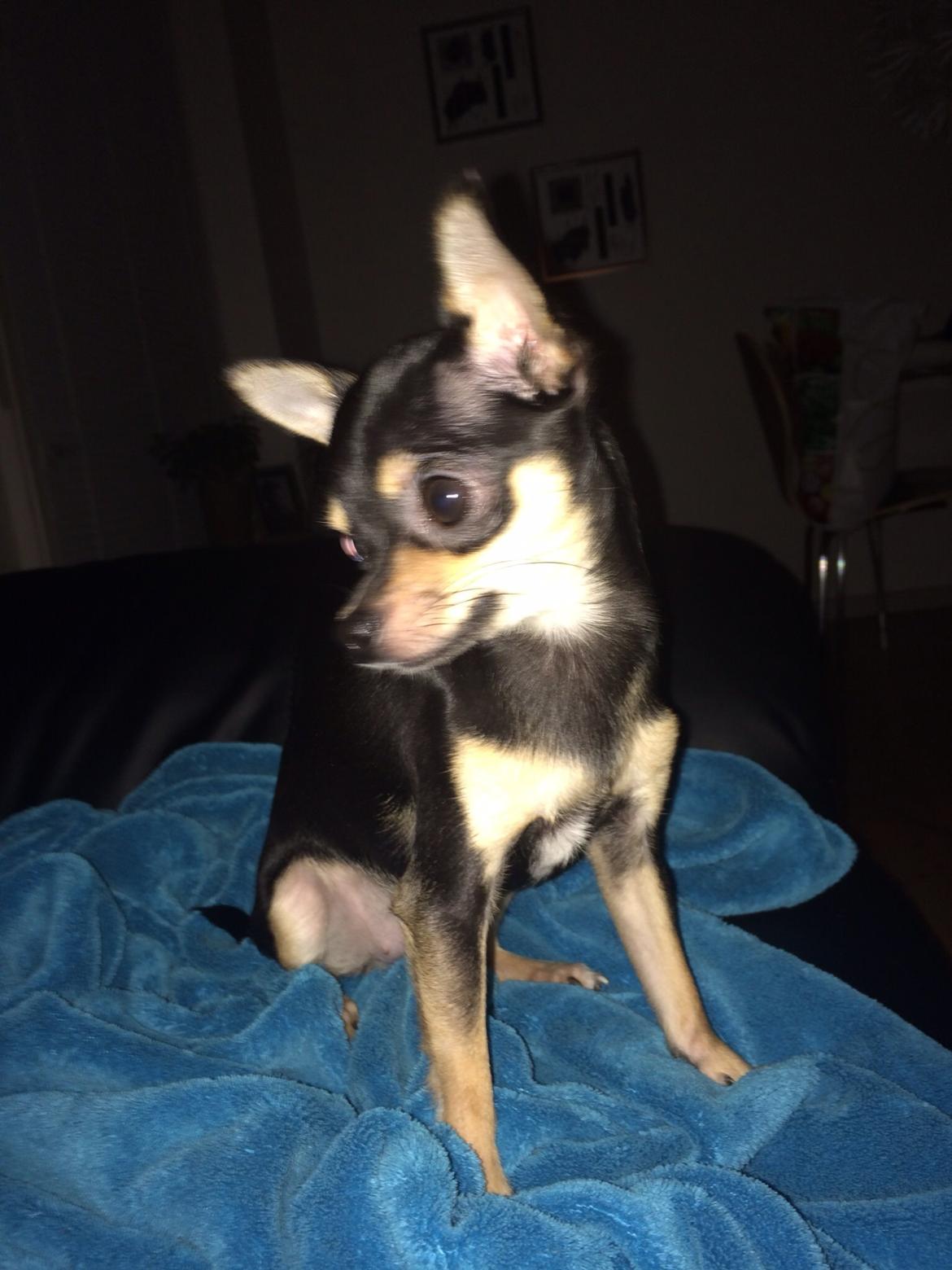 Chihuahua Cille billede 16