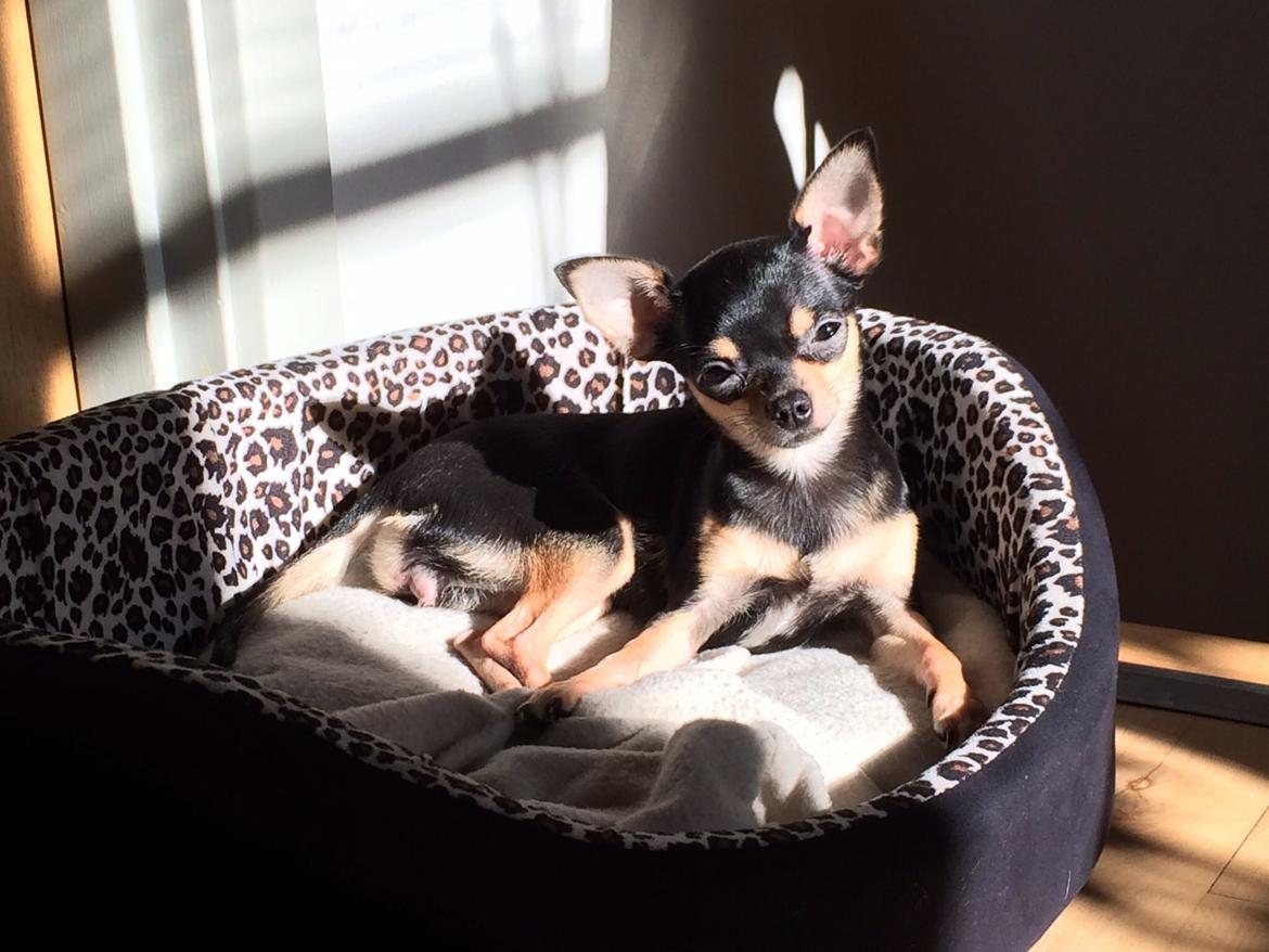 Chihuahua Cille billede 17