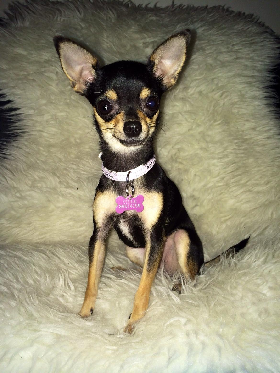 Chihuahua Cille billede 19