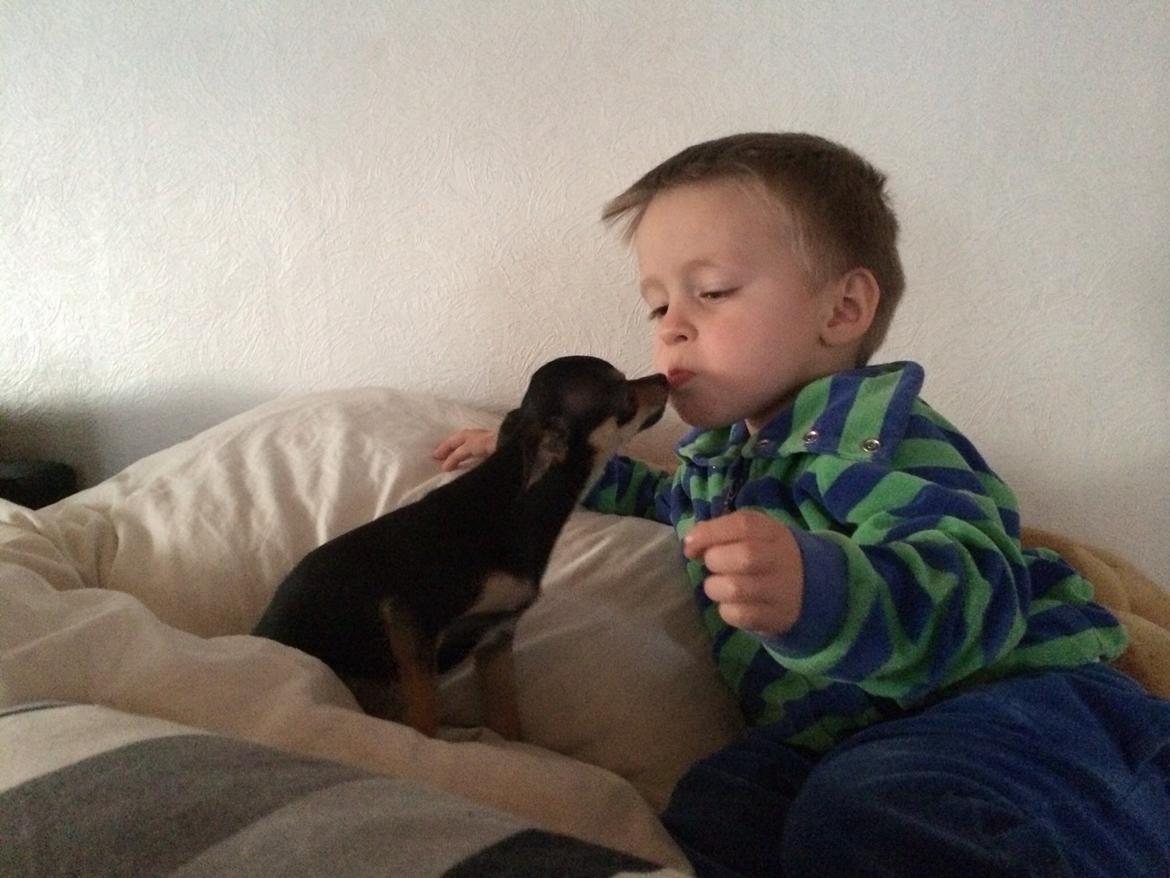 Chihuahua Cille billede 18