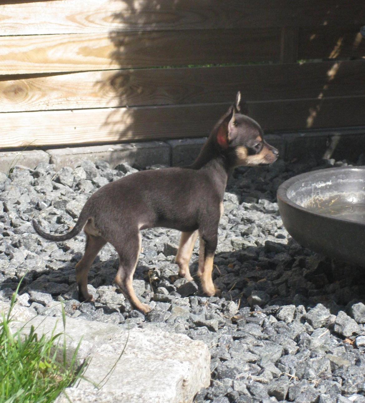 Chihuahua Cille billede 6