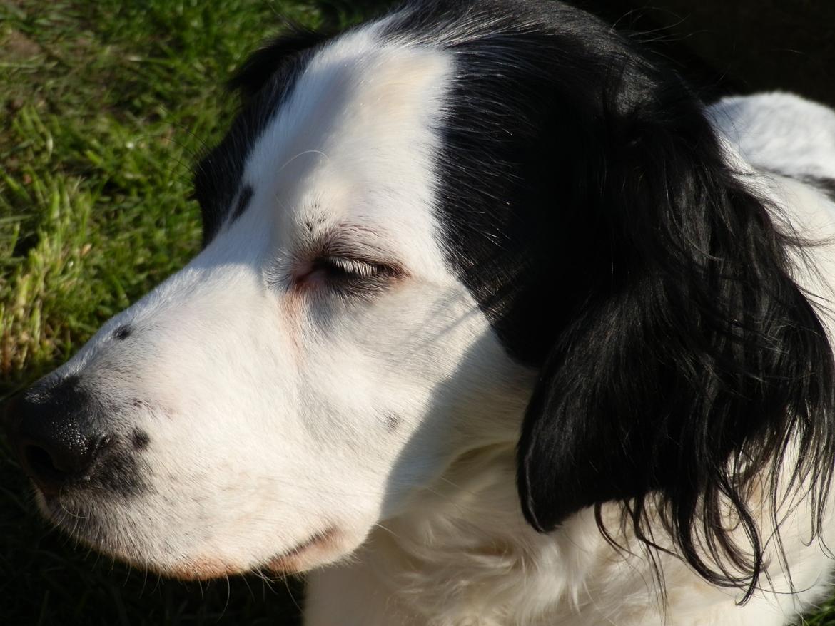 Blanding af racer Chips - 20.04.14 billede 22