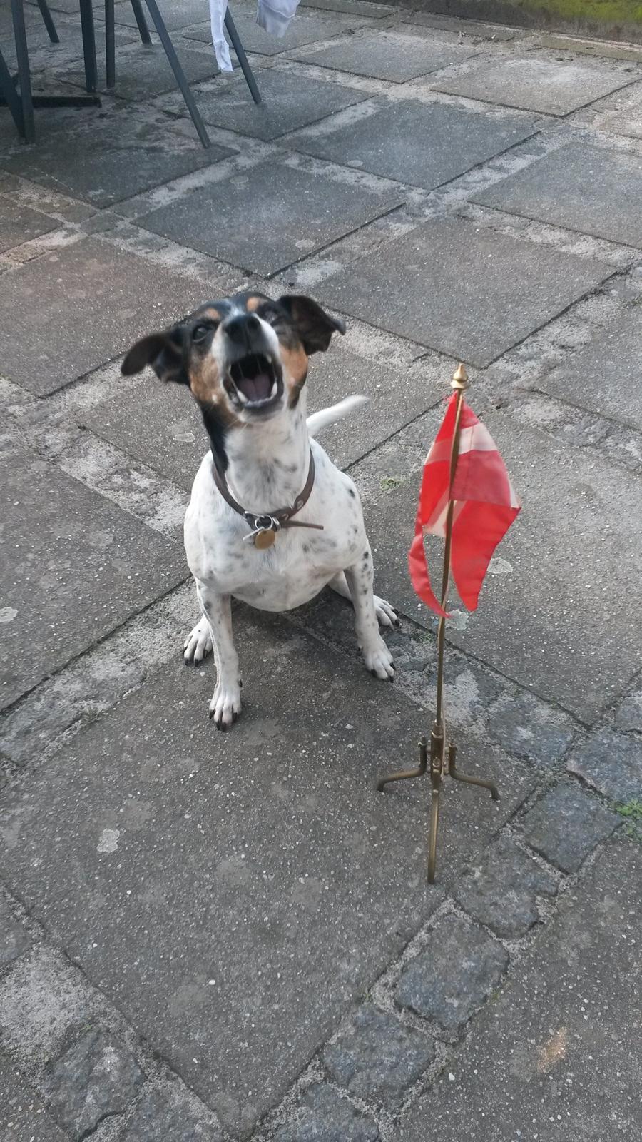 Dansk svensk gaardhund Boldt - Fødselsdag 20/04-2014 (10 år) - Sikke tiden den går billede 9