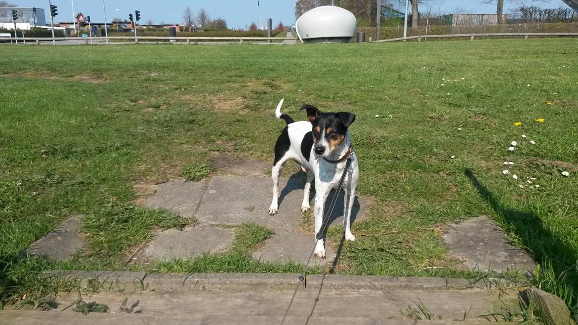 Dansk svensk gaardhund Boldt billede 16