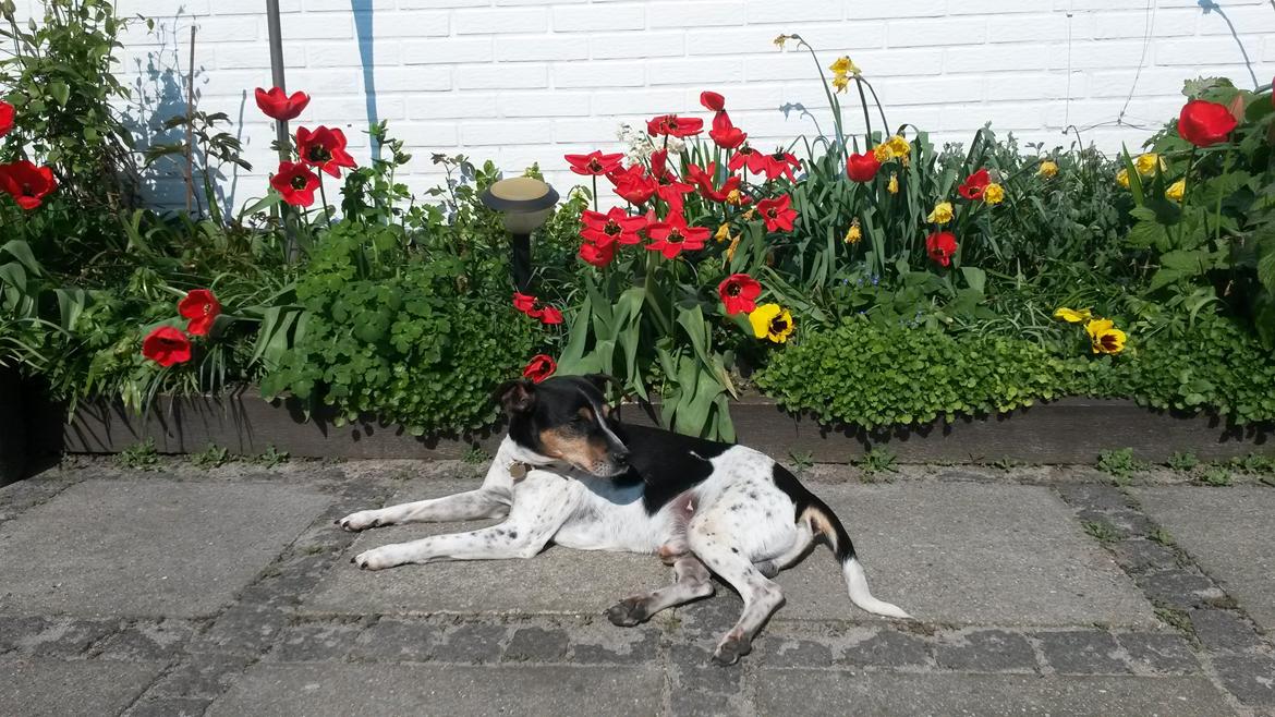 Dansk svensk gaardhund Boldt billede 21