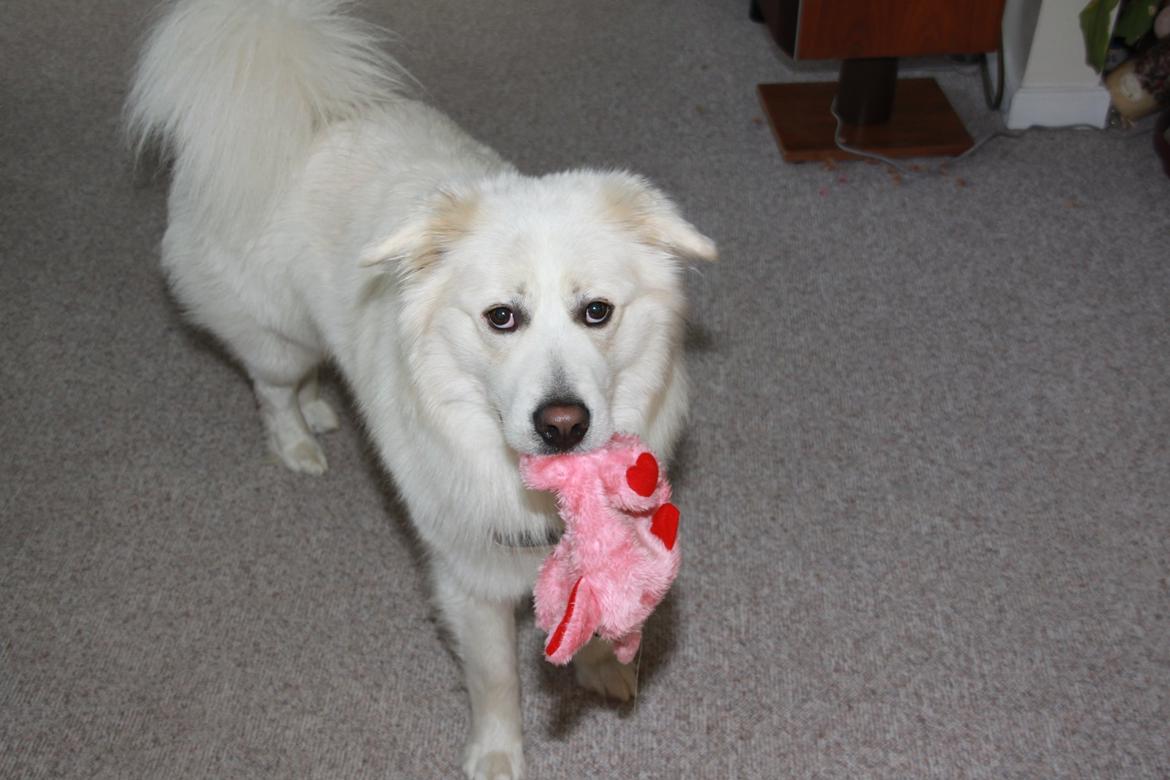 Blanding af racer Nemo - Som jeg kender Nemo bedst, frækt glimt i øjet og en bamse i munden ;-) billede 11