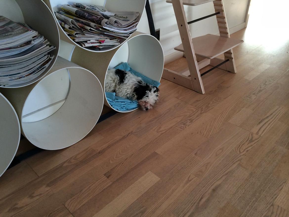 Bichon havanais Nimbus billede 24