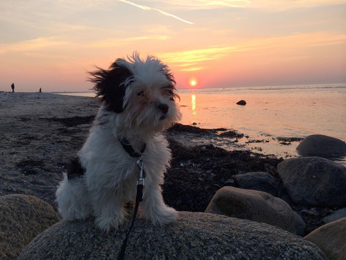 Bichon havanais Nimbus billede 2