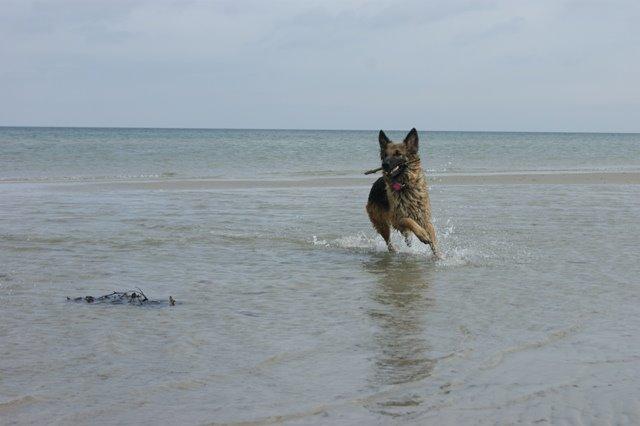 Schæferhund Tammy - Tammy ved stranden d 12. April 2014 billede 20
