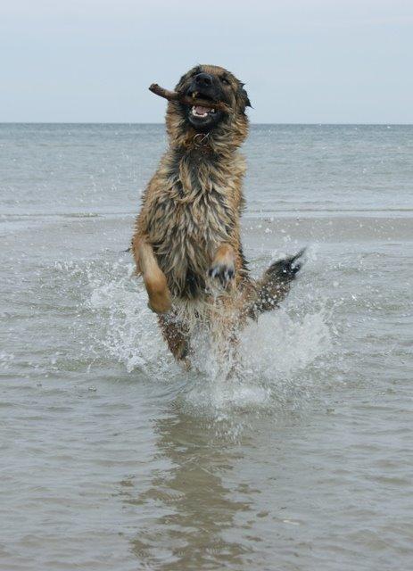 Schæferhund Tammy - Hej og velkommen til min profil jeg hedder Tammy og på dette billede vi ved stranden til min store fornøjelse d 12 April 2014 billede 1