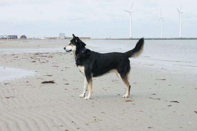 Blanding af racer Tiffany - På stranden d 12 April 2014 hvor der blev hygget MAX billede 19