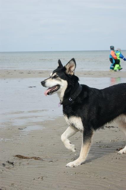 Blanding af racer Tiffany - Tiffany jagter drage d 12 April 2014 billede 20