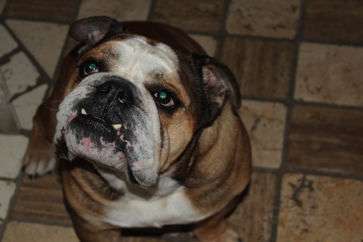 Engelsk bulldog Parly billede 4