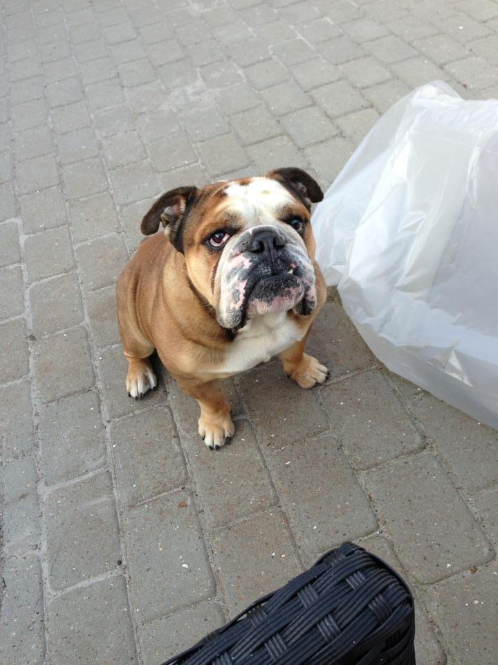 Engelsk bulldog Parly billede 5