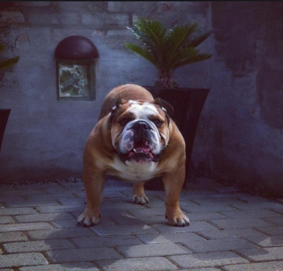 Engelsk bulldog Parly billede 6