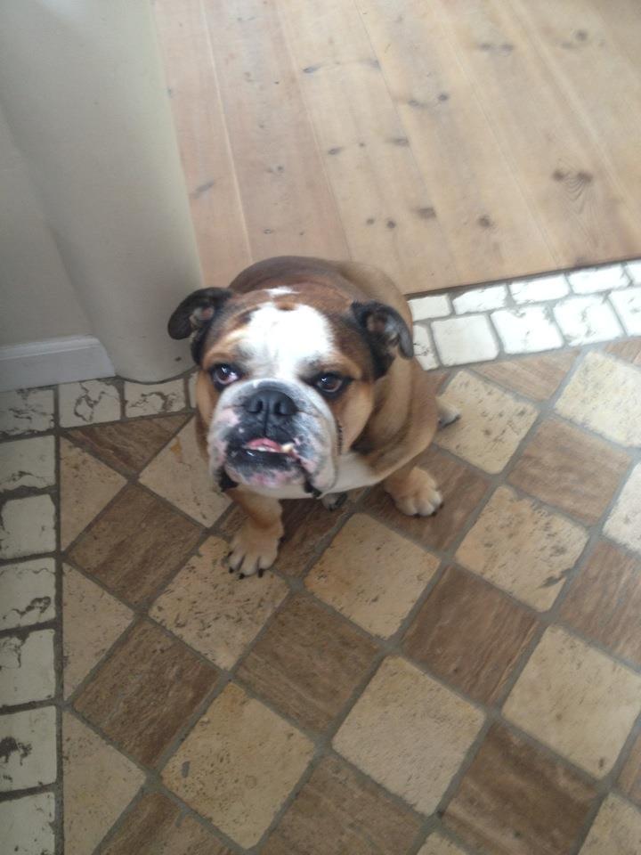 Engelsk bulldog Parly billede 8