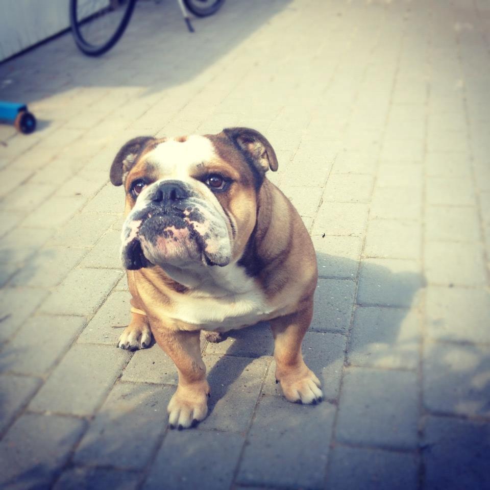 Engelsk bulldog Parly billede 7