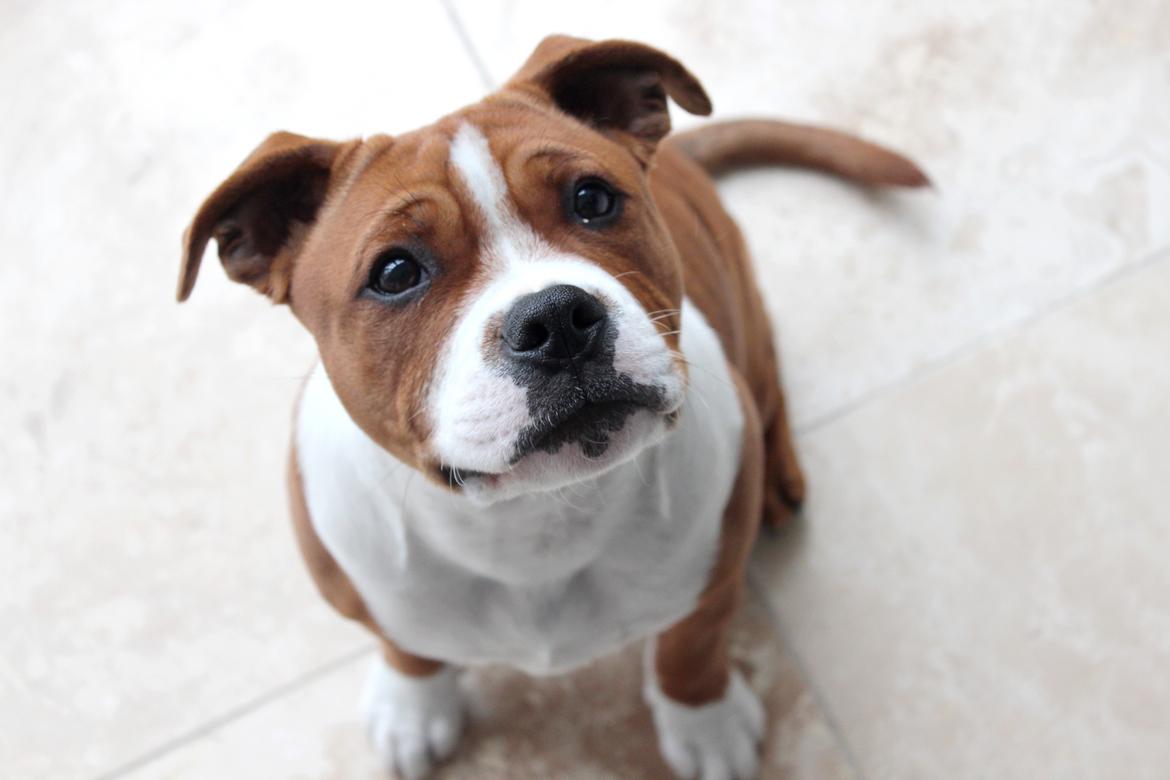 Staffordshire bull terrier Cedro *Himmelhund* Savner dig <3  billede 21