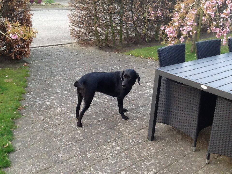 Labrador retriever Molly billede 2