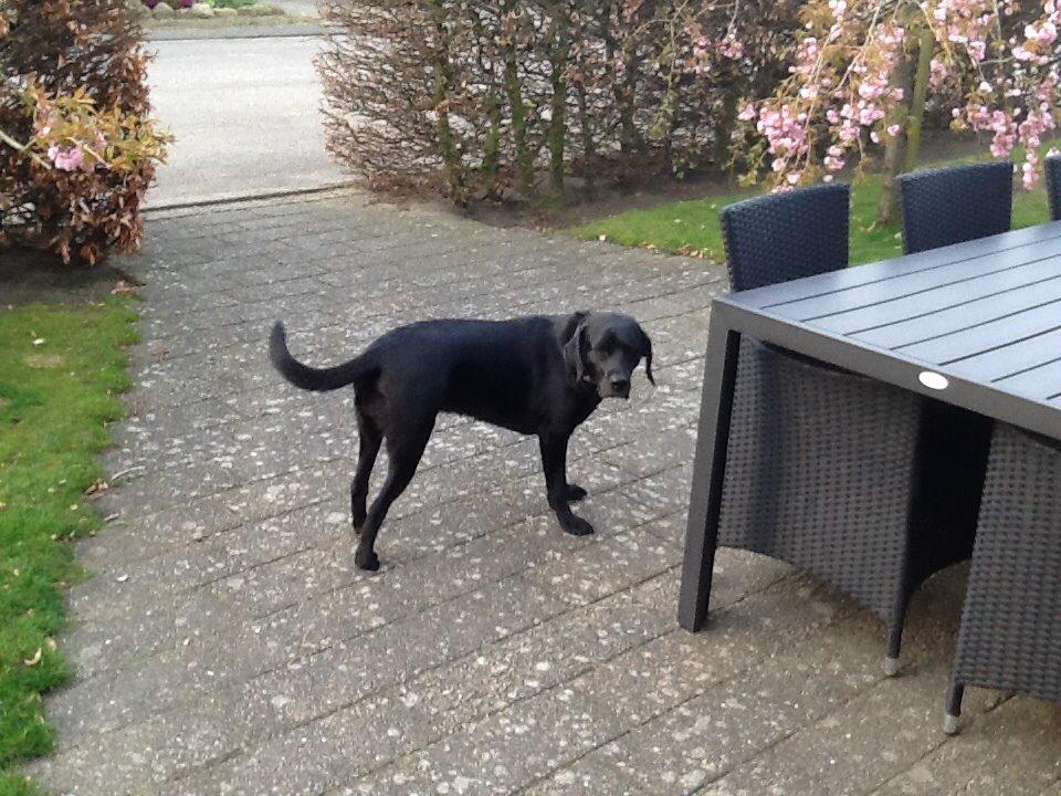 Labrador retriever Molly billede 1