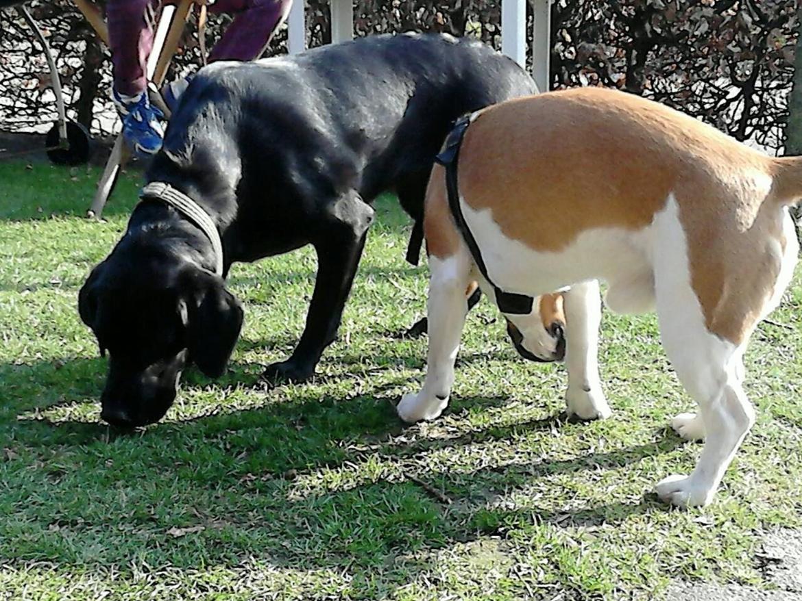 Labrador retriever Molly billede 3