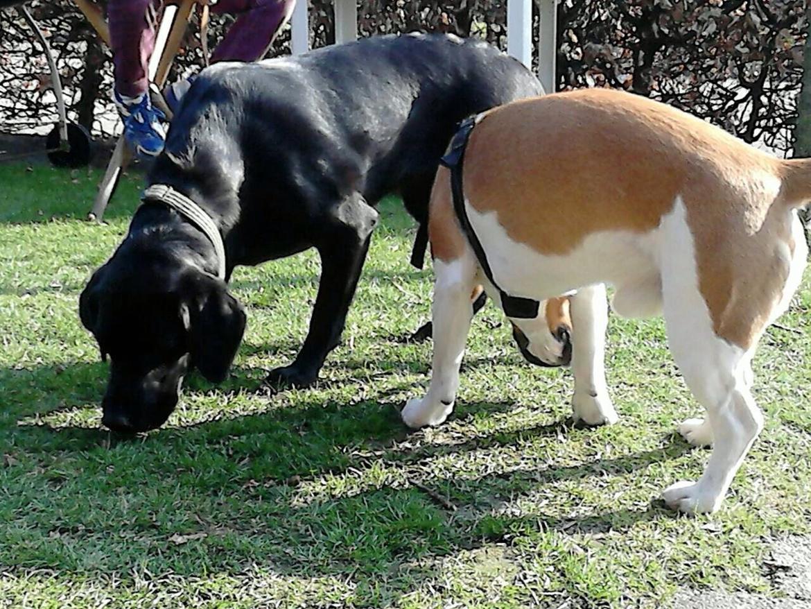 Labrador retriever Molly billede 4