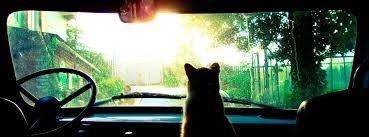 Labrador retriever Molly billede 5