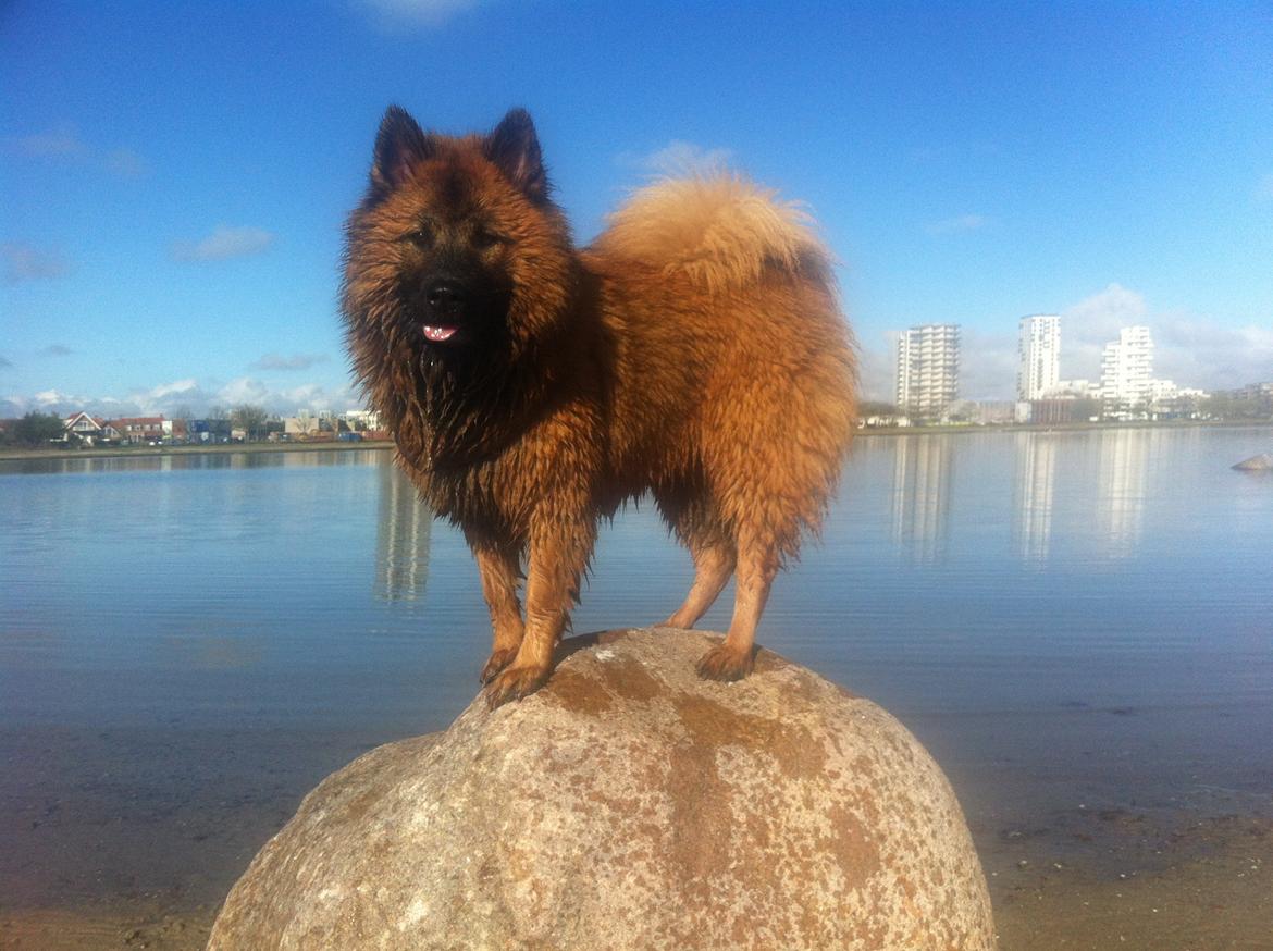 Eurasier Sally - Amagerstrand, 10 mdr billede 1