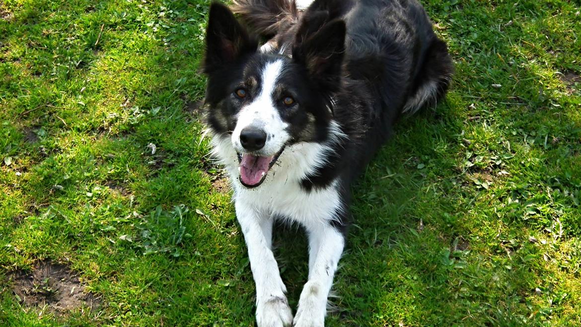 Border collie Laika - Smukke Laika i sommervejr :)  billede 14