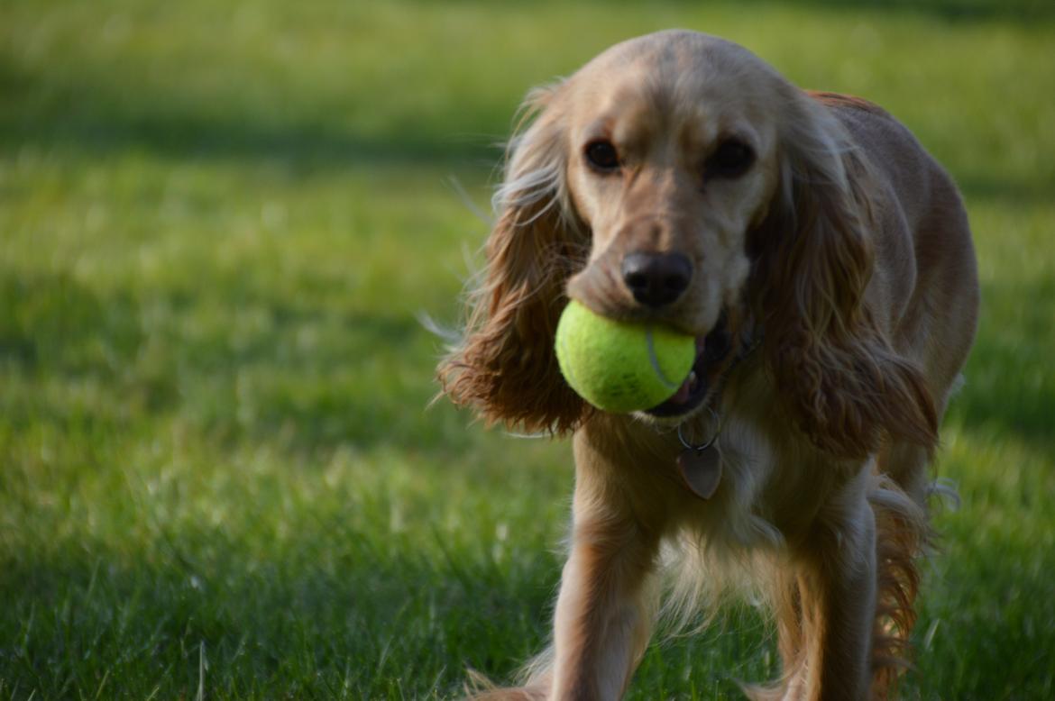 Cocker spaniel Cocio  - Dejlige prut billede 5