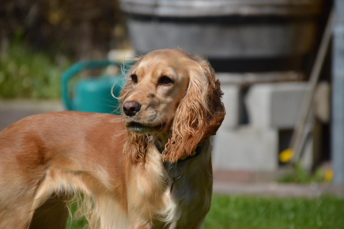 Cocker spaniel Cocio  billede 8