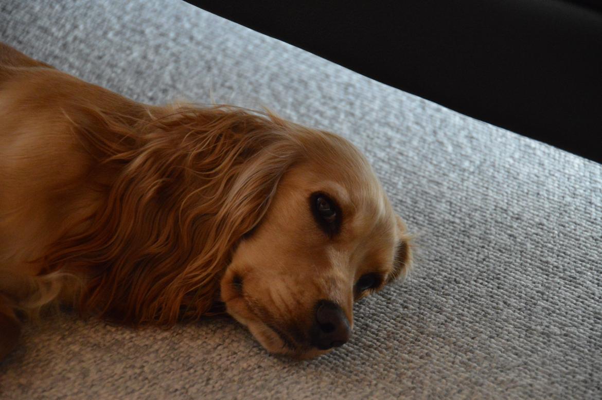 Cocker spaniel Cocio  - Afslapning  billede 10