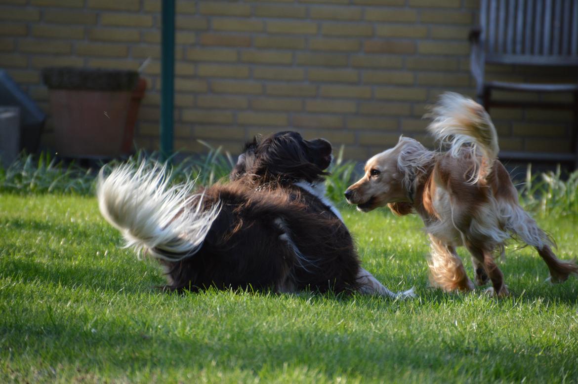 Cocker spaniel Cocio  billede 7