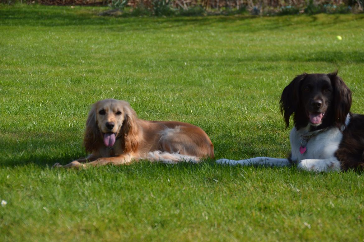 Cocker spaniel Cocio  - Hvad? Har du noget til os??? billede 13