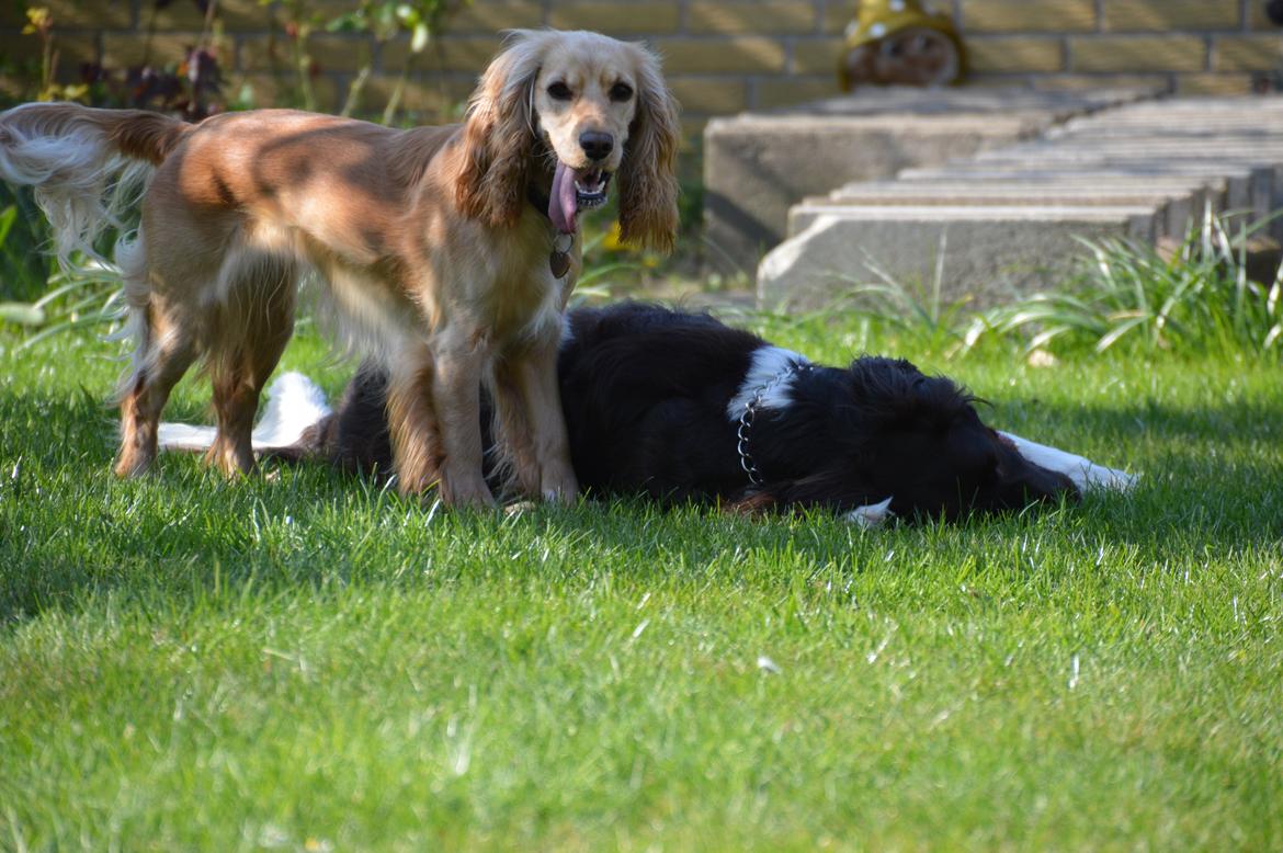 Cocker spaniel Cocio  billede 6