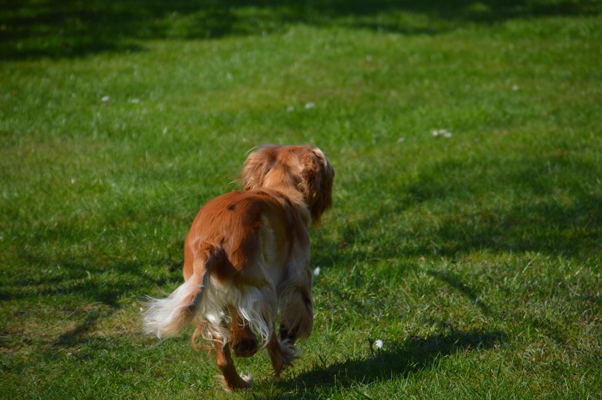 Cocker spaniel Cocio  - Hej hej, nu smutter jeg!.. billede 11
