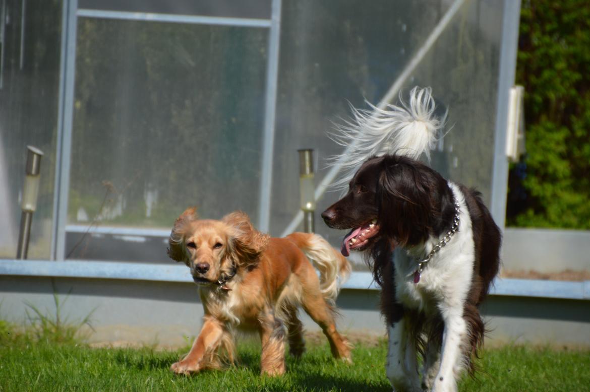 Cocker spaniel Cocio  - Vi er bedste venner, forevigt! billede 14