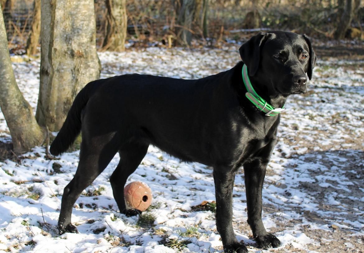 Labrador retriever Acapella billede 26