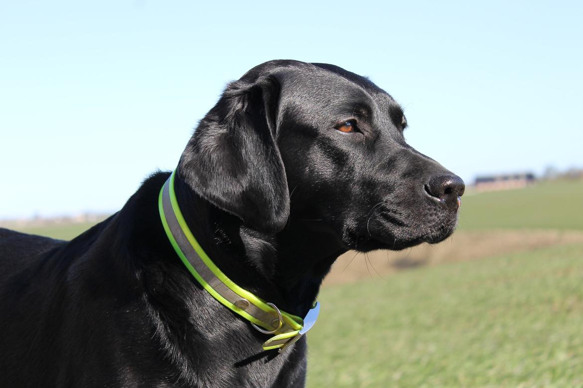 Labrador retriever Acapella billede 27