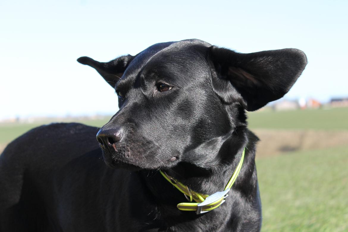 Labrador retriever Acapella billede 28