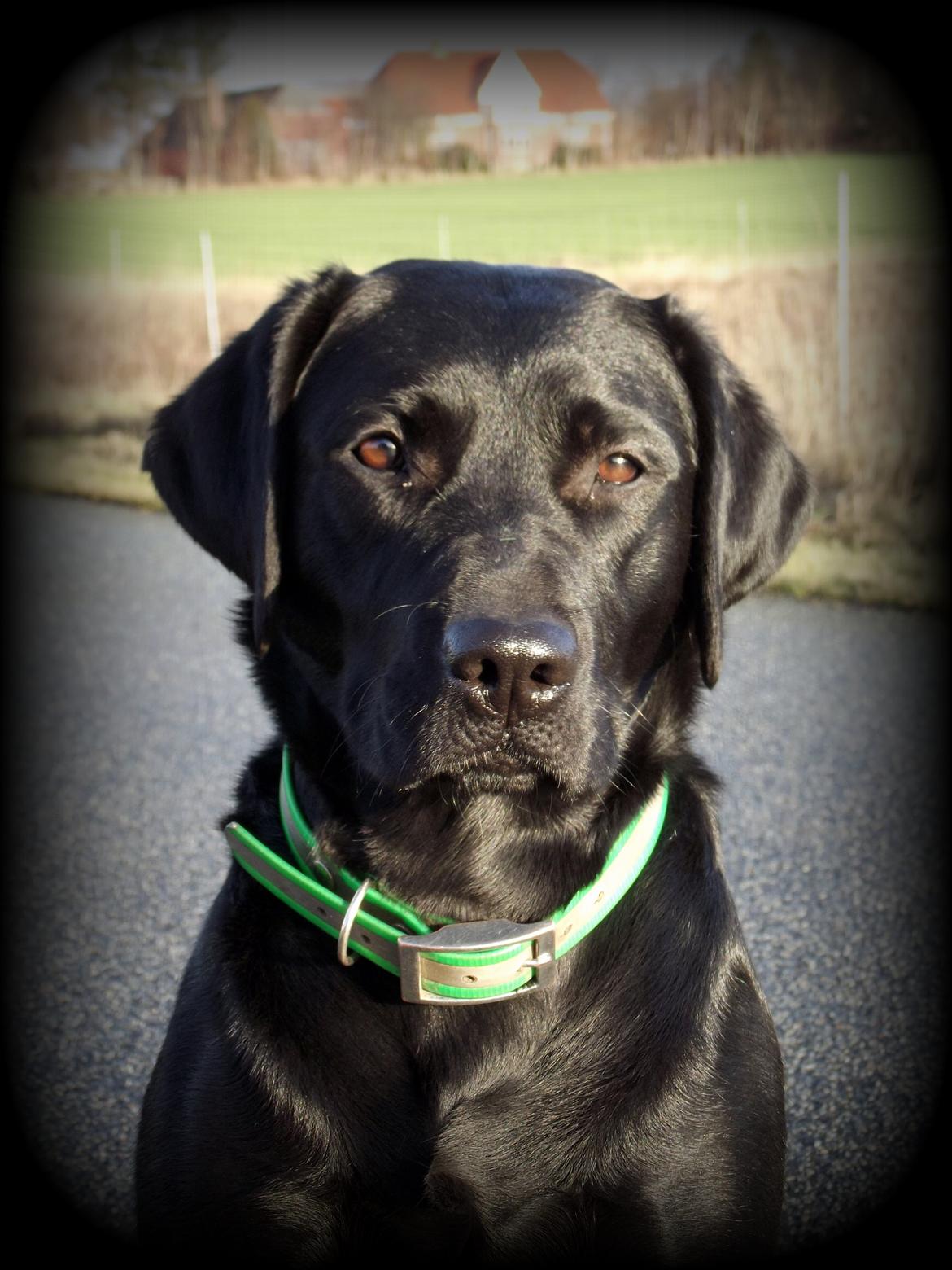 Labrador retriever Acapella billede 2