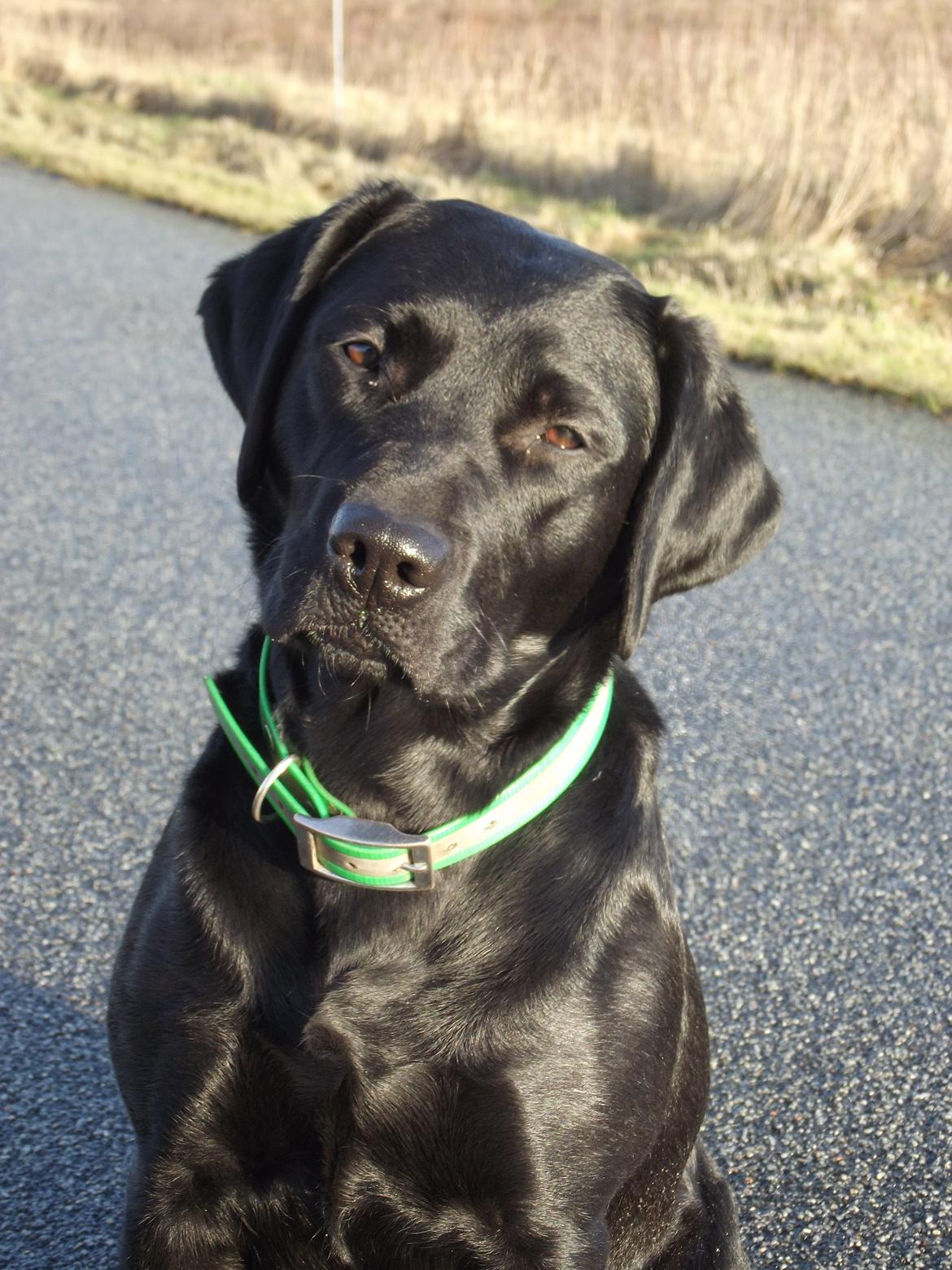 Labrador retriever Acapella billede 29