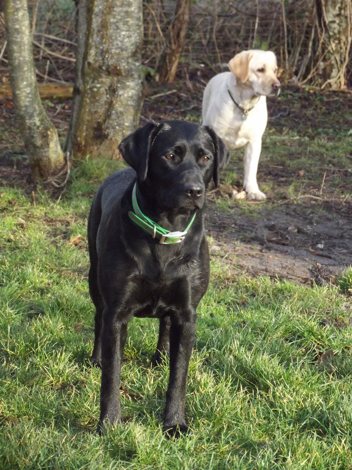 Labrador retriever Acapella billede 30