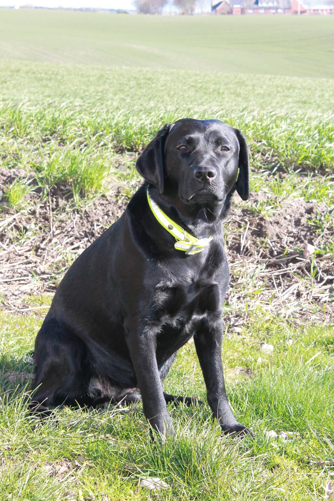 Labrador retriever Acapella billede 3